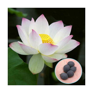 �i�r�I�g�[�v�j�@�@�n�X�̃^�l�@�i5���j