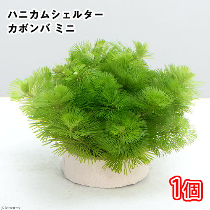 楽天市場 水草 メダカ 金魚藻 ハニカムシェルター カボンバ ミニ １個 北海道航空便要保温 Charm 楽天市場店