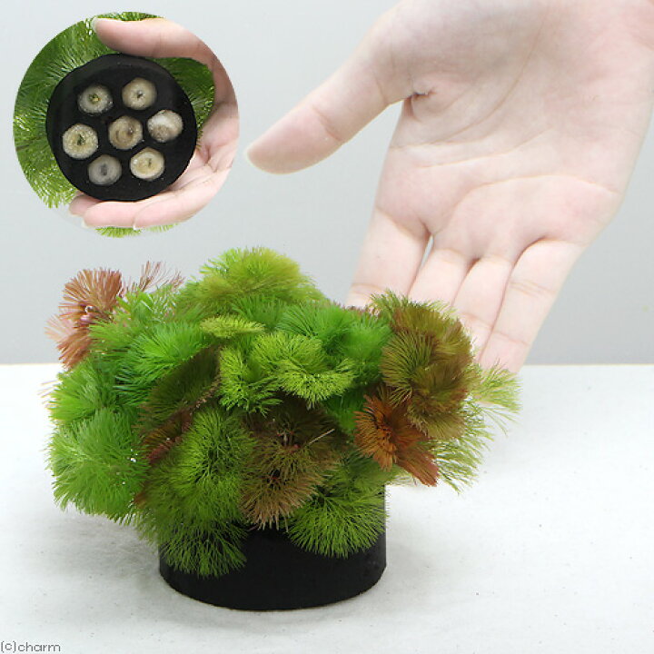楽天市場 水草 メダカ 金魚藻 ブラックハニカムシェルター カボンバミックス ミニ １個 Charm 楽天市場店