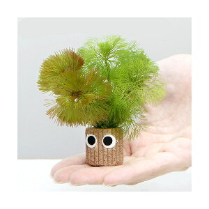 水草 カボンバの人気商品 通販 価格比較 価格 Com