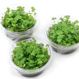 （水草）オーストラリアン　ノチドメ（水上葉）プリンカップ（無農薬）（1個）　北海道・九州航空便要保温