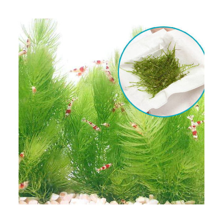 7円 国産品 水草 巻きたて ウィローモス ボール 水中葉 無農薬 １個