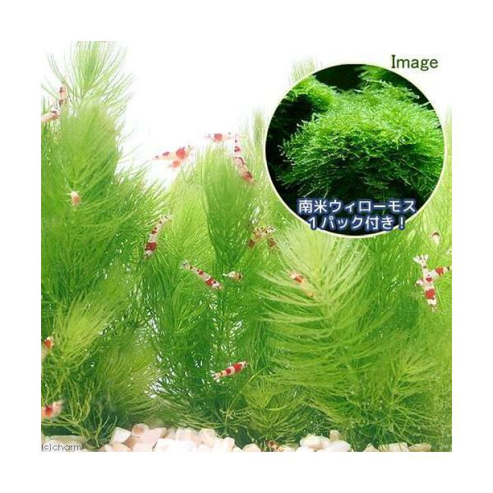 楽天市場 水草 南米ウィローモス １パック マツモ ５本 水中葉 無農薬 １セット Charm 楽天市場店