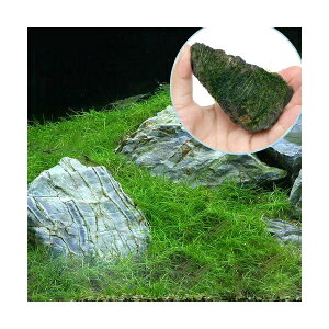 ijwA[OX@V[g{ā@EB[X@R΁@SSTCYi8cmȉj