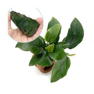 ijCt}`ijAkrAXii{ā@EB[X@R΁@SSTCYi8cmȉj