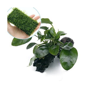 ijAkrAXii@SSTCYitji1j{琬ρ@EB[X@NbVitji1j