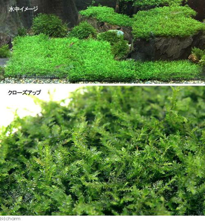楽天市場 水草 オーストラリアン ノチドメ ウィローモス ふんわり モコット 水中葉 Charm 楽天市場店 楽天市場 水草 オーストラリアン ノチドメ ウィローモス ふんわり モコット 水中葉 Charm 楽天市場店