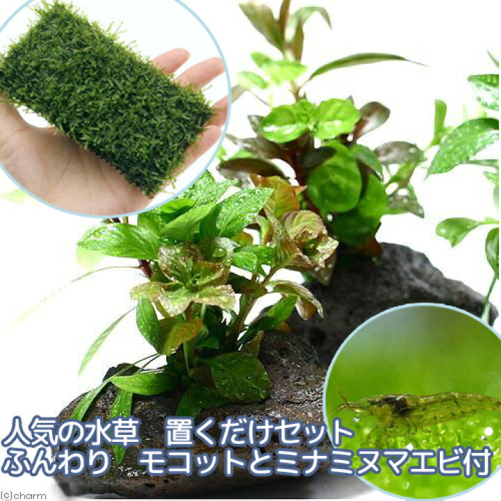 楽天市場 エビ 水草 人気の水草 置くだけセット ふんわり モコットとミナミヌマエビ付 水中葉 Charm 楽天市場店