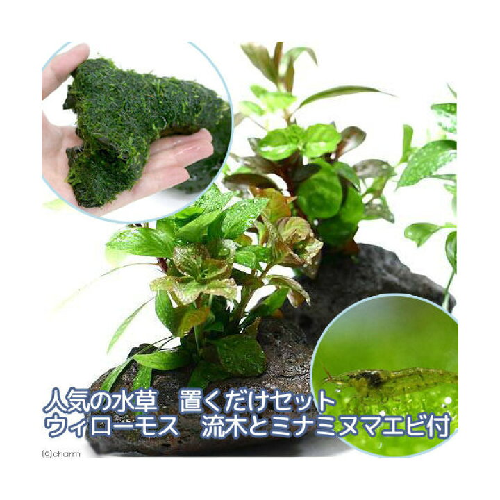 楽天市場 エビ 水草 人気の水草 置くだけセット ウィローモス 流木とミナミヌマエビ付 水中葉 Charm 楽天市場店