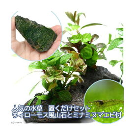 楽天市場 置くだけ ウィローモスの通販