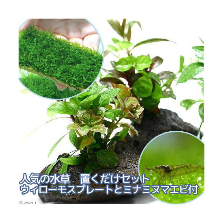 楽天市場 エビ 水草 人気の水草 置くだけセット ウィローモスプレートとミナミヌマエビ付 水中葉 Charm 楽天市場店