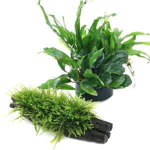 ijnjJVF^[@񂹐A~bNX@VerD~NAkrAX{EB[X@STCYt