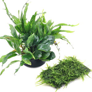 ijnjJVF^[@񂹐A~bNX@VerD~NAkrAX{琬ρ@EB[X@NbVitji1jt