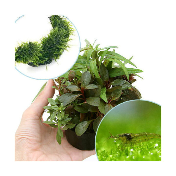 楽天市場 エビ 水草 ハニカムシェルター 寄せ植えミックス 育成済 ウィローモス 流木とミナミヌマエビ付 水中葉 北海道 九州航空便要保温 Charm 楽天市場店