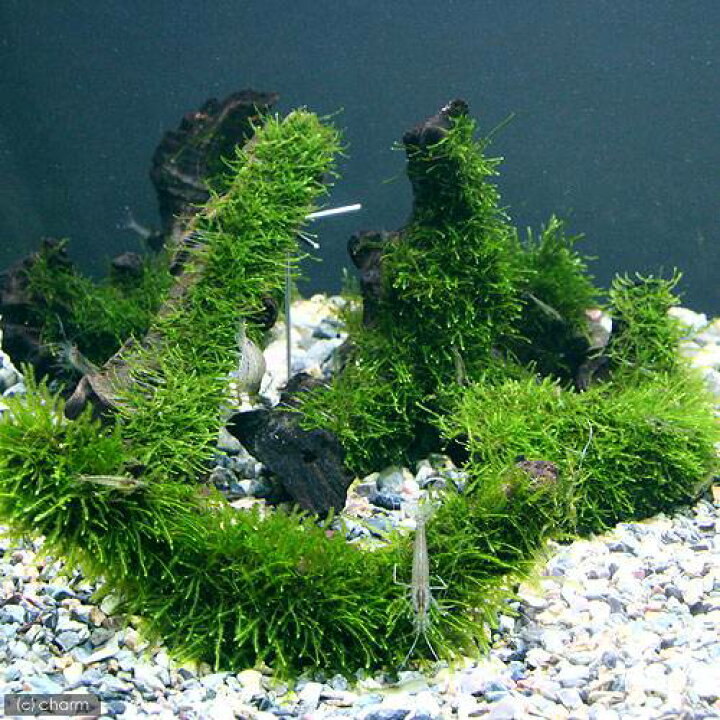 エビ 水草 巻きたて ハニカムシェルター ウィローモス 水中葉 無農薬 １個 ミナミヌマエビ １０匹 新発売