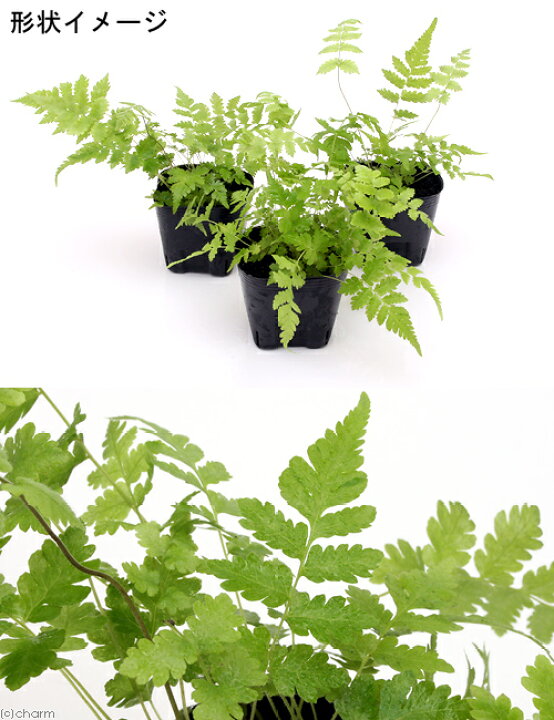タイムセール 観葉植物 プテリス 品種おまかせ ３号 １ポット シダ植物