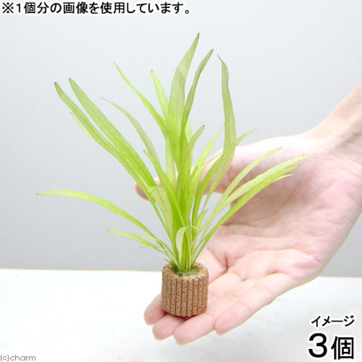 楽天市場 水草 ライフマルチ 茶 チェーンアマゾン 水中葉 無農薬 ３個 Charm 楽天市場店