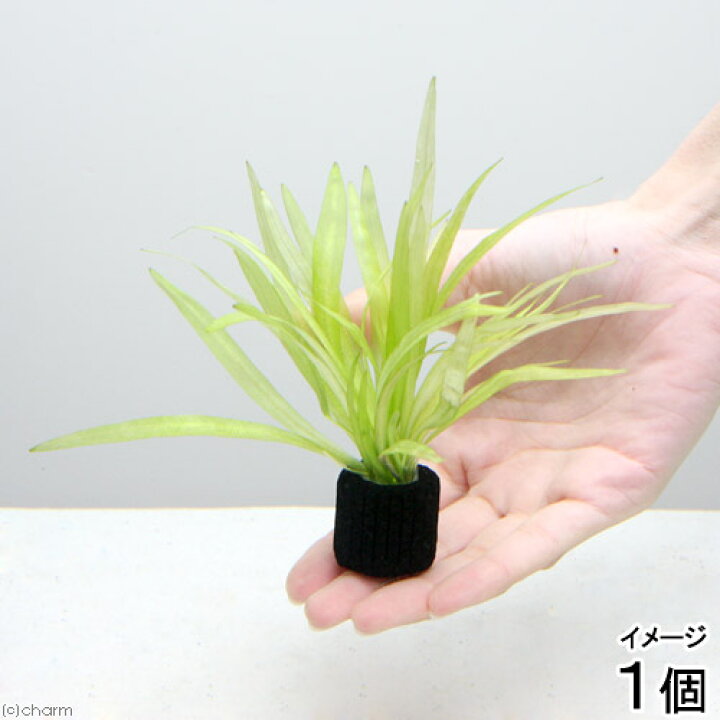 楽天市場 水草 マルチリングブラック 黒 チェーンアマゾン 水中葉 無農薬 １個 Charm 楽天市場店