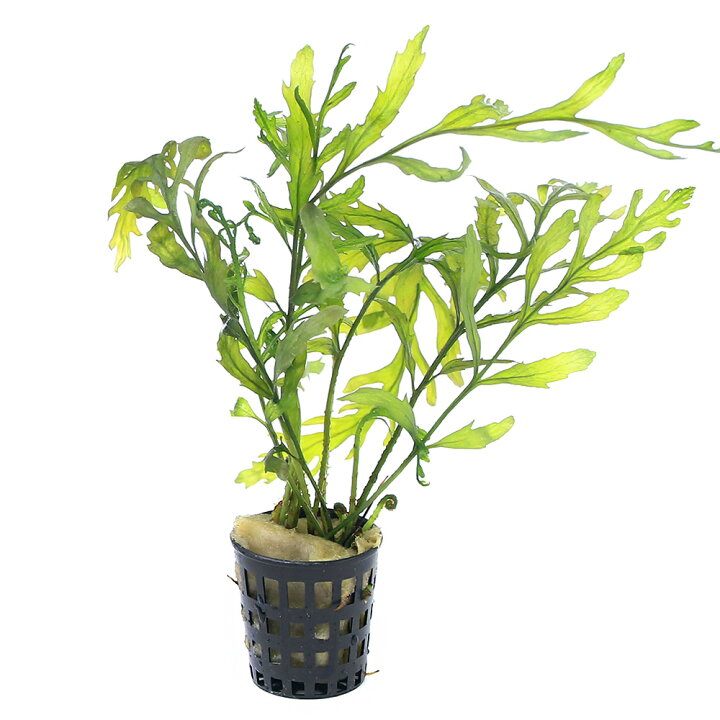楽天市場 水草 ポット売り ボルビティス ヒュディロティ 水中葉 無農薬 １ポット Charm 楽天市場店