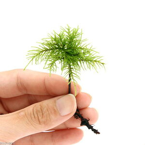 ieEjہ@tWm}lOTi_ji1{j