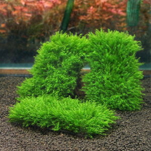 ij琬ρ@EH[^[tFU[@NbVitji_ji1j