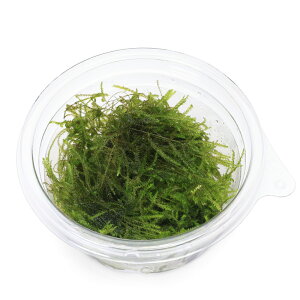 楽天市場 水草 ウィローモスｓｐ 無農薬 １カップ Charm 楽天市場店