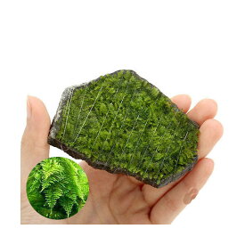 楽天市場 無農薬 ウィローモス 石の通販