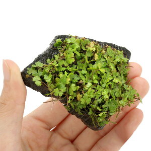 ijā@I[XgA@m`h@P΁@STCYitji_ji3j