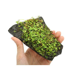 ijā@I[XgA@m`h@P΁@MTCYi14cmjitji_ji1j