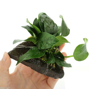 ijAkrAXii@P΁@STCYitji1j