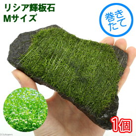 楽天市場 水草 リシアの通販