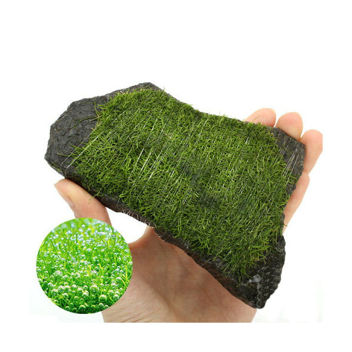 楽天市場 水草 巻きたて リシア 輝板石 ｍサイズ 約１４ｃｍ 水中葉 無農薬 ３個 Charm 楽天市場店