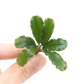 楽天市場 水草 水草 ブセファランドラ Charm 楽天市場店