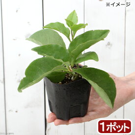 （観葉植物）オカワカメ　3号（1ポット）　緑のカーテン　家庭菜園【HLS_DU】