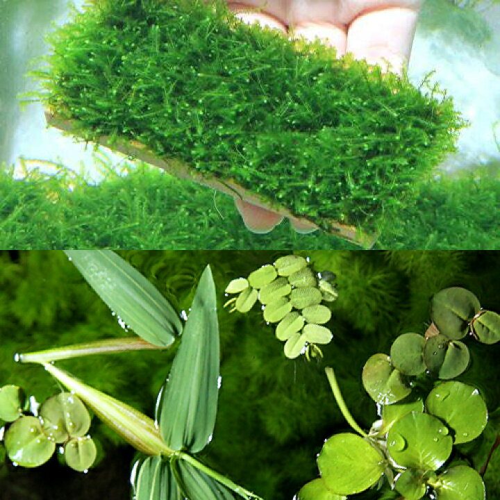 楽天市場 水草 エビ用水草 ツマツマセット 水中葉 無農薬 １セット 北海道航空便要保温 Charm 楽天市場店