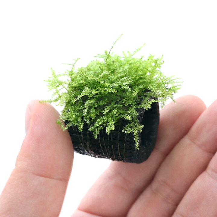 水草 マルチリングブラック 黒 ウィローモスと寄せ植えミックス 水草 マルチリングブラック 黒 ウィローモスと寄せ植えミックス