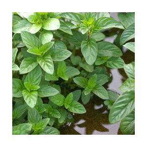 iϗtAjybg[t@jznbJ̕c@@3i1|bgjixԁj