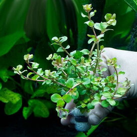 楽天市場 鉛 水草の通販