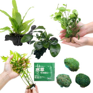 ijuȒP@lC̐@9_Zbg{̑OɁ@1gi2Lpjitj@{Bl