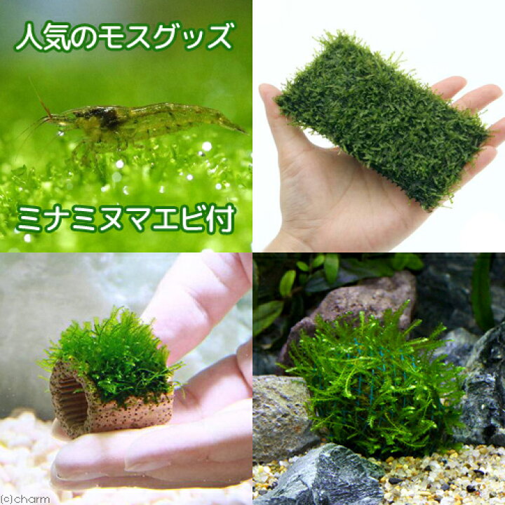 楽天市場 エビ 水草 人気のモスグッズ 水中葉 ミナミヌマエビ付 沖縄別途送料 北海道 九州航空便要保温 Charm 楽天市場店