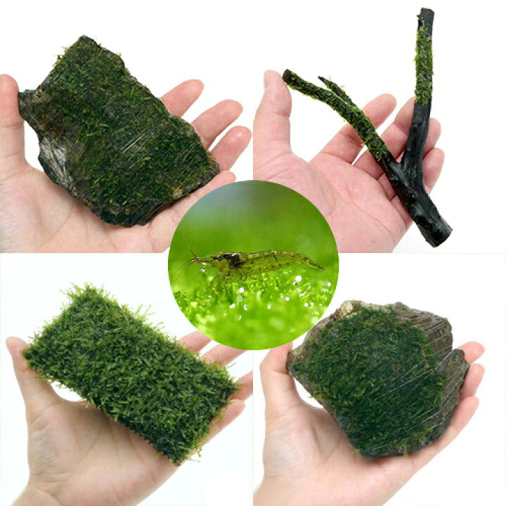 楽天市場 水草 ミナミヌマエビが喜ぶ ウィローモスレイアウトセット 水中葉 ミナミヌマエビ付 北海道航空便要保温 Charm 楽天市場店