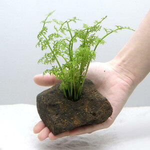 ijAJ@EH[^[XvCgitjnΕti_ji1j