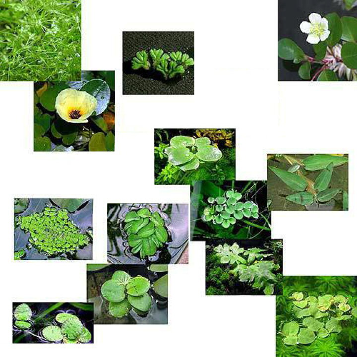 楽天市場 浮草 浮き草セット おまかせ３種 無農薬 各２株 Charm 楽天市場店