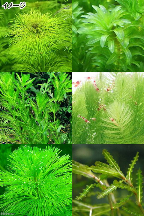 楽天市場 水草 ザリガニのおやつ 鉛巻き水草 おまかせ３種 無農薬 １セット ザリガニ 北海道航空便要保温 Charm 楽天市場店