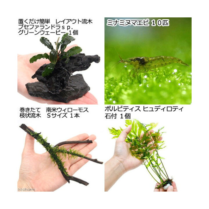 楽天市場 エビ 水草 置くだけ簡単 レイアウト3種セット ver3 水中葉 1セット ミナミヌマエビ 沖縄別途送料 北海道 九州航空便要保温 Charm 楽天市場店 楽天市場 エビ 水草 置くだけ簡単 レイアウト3種セット ver3 水中葉 1セット ミナミヌマエビ 沖縄別途送料 北海道 九州航空便要保温 Charm 楽天市場店