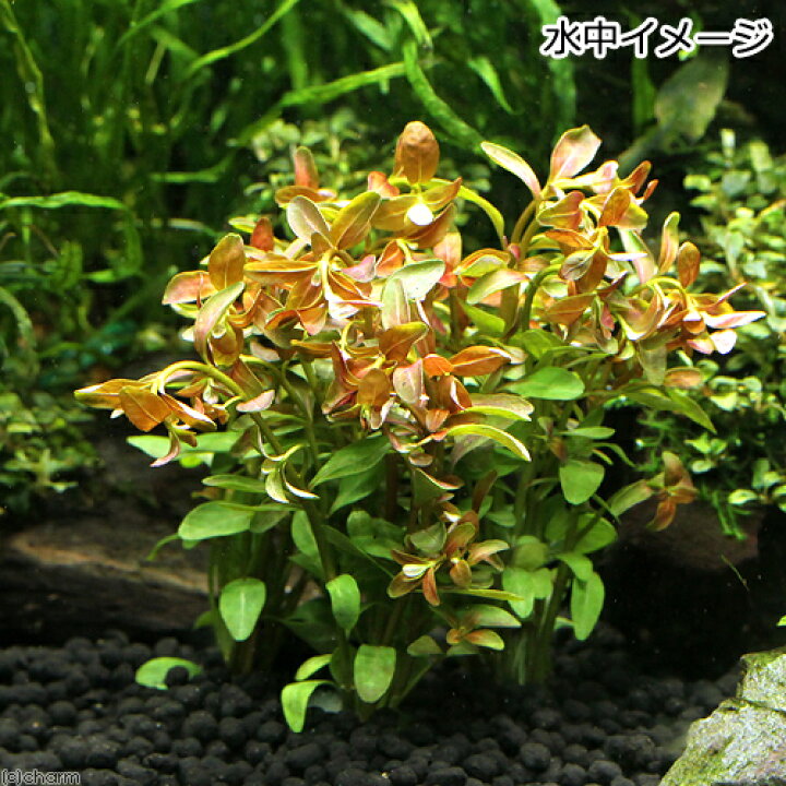 激安通販専門店 水草 半水中葉 ロタラ ロトンディフォリア レディッシュ 鉛巻き 無農薬 ２個