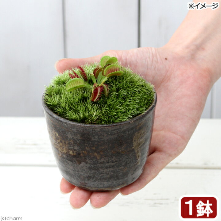 510円 予約販売品 山野草 苔盆栽 ナナカマド 穴有益子焼植木鉢 炭化 510円 予約販売品 山野草 苔盆栽 ナナカマド 穴有益子焼植木鉢 炭化