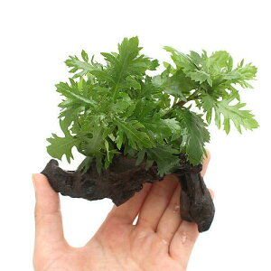 iji킨܂@ؕt@SSTCYitji_ji3{ji10cmj