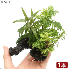 （水草）ミニサイズ　流木　ザ・ボンサイ　SSサイズ（水上葉）（無農薬）（1本）（約5〜cm）
