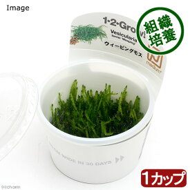 （水草）組織培養1−2−GROW！　ウィーピングモス　トロピカ製（無農薬）（1カップ）　北海道・九州航空便要保温